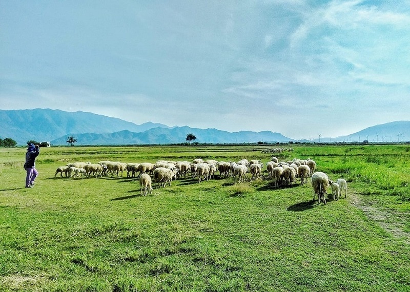 Địa điểm du lịch ở Ninh Thuận, đồng cừu An Hòa