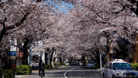 Đường phố Nhật Bản mùa hoa anh đào