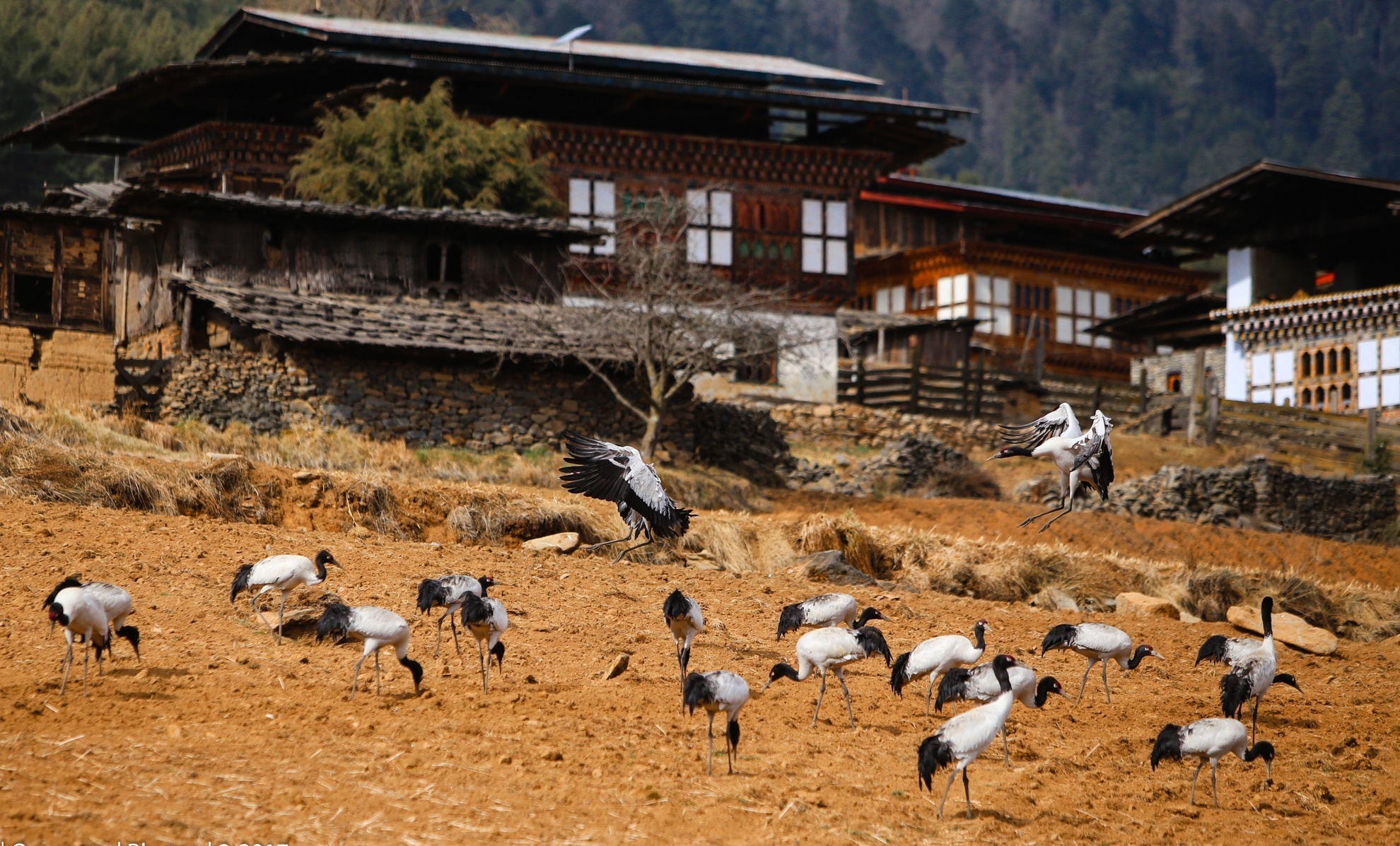 San seu o Phobjikha Bhutan anh 13