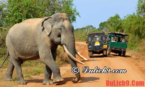 Gợi ý điểm đến du lịch Sri Lanka