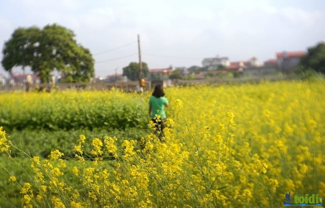 Điểm chụp ảnh hoa cải ở Hà Nội
