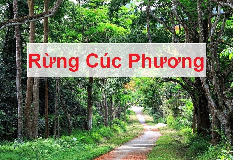 Địa điểm du lịch gần Hà Nội mùa đông, vườn quốc gia Cúc Phương