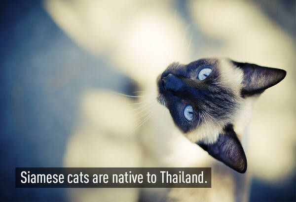 Mèo Xiêm (Siamese) được biết đến từ những năm 1880 tại Anh. Loài mèo này có nguồn gốc từ Thái Lan. Chúng có đặc điểm là mắt xanh dương, với khuôn mặt đen và màu lông tro phổ biến, được chia làm 2 nhóm: mèo truyền thống và mèo hiện đại!