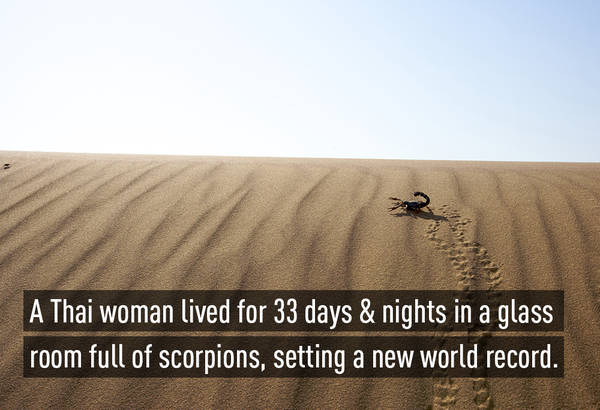 Kỷ lục thế giới với thành tích 33 ngày đêm dũng cảm sống cùng đàn bọ cạp thuộc về một người phụ nữ Thái mang tên Kanchana Ketkaew (39 tuổi)