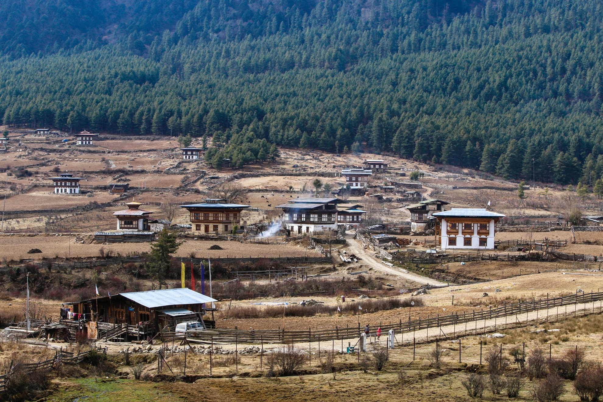 San seu o Phobjikha Bhutan anh 3