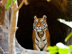 Ấn Độ thiên nhiên hoang dã - iVIVU.com