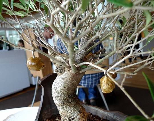 Sau đó là một cây cảnh kiểu bonsai được đưa tới bàn ăn với những trái ô liu tẩm caramel treo lơ lửng. Ô liu là cách truyền thống để khởi đầu một bữa ăn kiểu Tây Ban Nha.