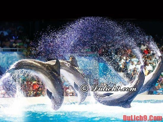 Dubai Dolphinarium - Điểm đến tuyệt vời ở Dubai cho những du khách yêu thích cá heo