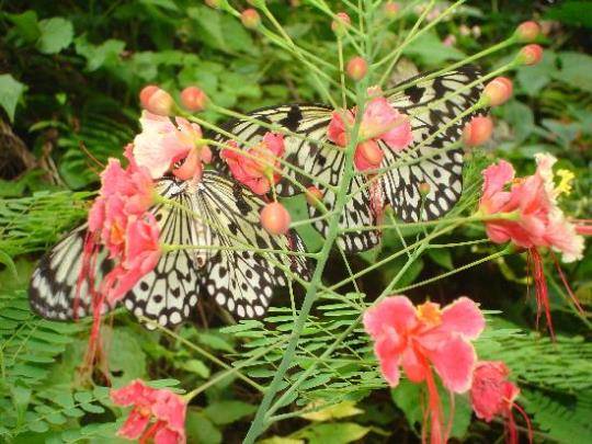 Công viên bướm và vương quốc côn trùng