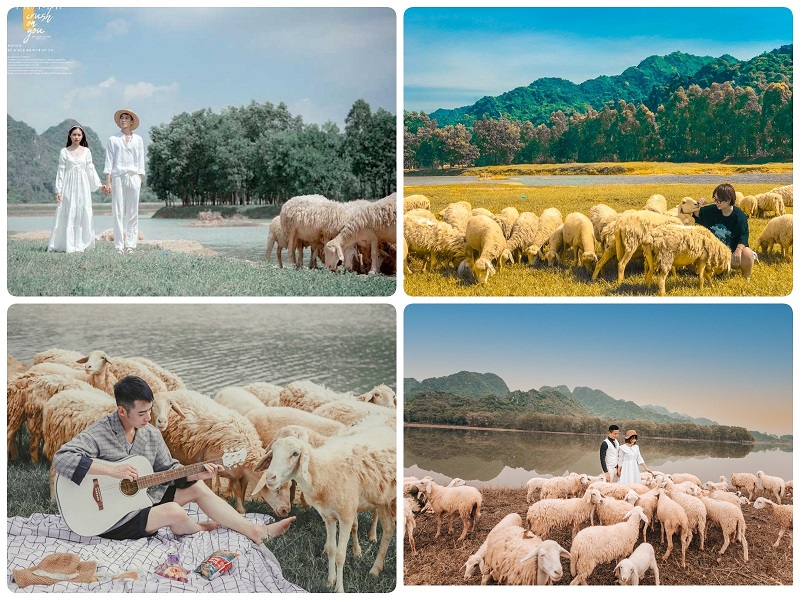 Ninh Bình có gì? Địa điểm du lịch ở Ninh Bình, đồng cừu Gia Hưng