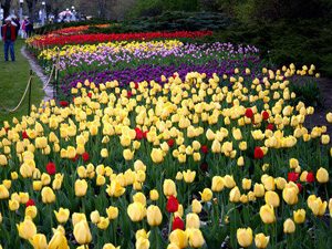Lễ hội hoa Tulip ở Canada