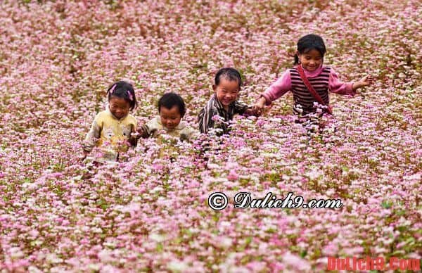 Địa điểm ngắm hoa tam giác mạch đẹp ở Hà Giang