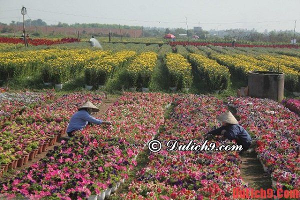 Du lịch Hà Nội khám phá, tham quan những chợ hoa Tết đẹp, độc đáo và nổi tiếng - Những chợ hoa nổi tiếng ở Hà Nội ngày tết