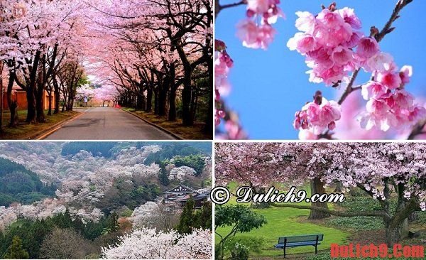 Du lịch Nhật Bản thời điểm nào đẹp nhất? - mùa xuân - Thời gian lý tưởng đi du lịch Nhật Bản