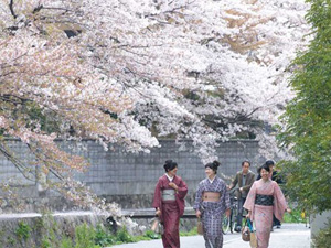 Lễ hội hoa Hanami - Nhật Bản