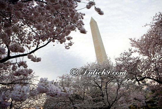 Kinh nghiệm du lịch Washington DC tự túc, chi tiết từ A-Z: Hướng dẫn đi lại, tham quan, vui chơi khi du lịch Washington DC
