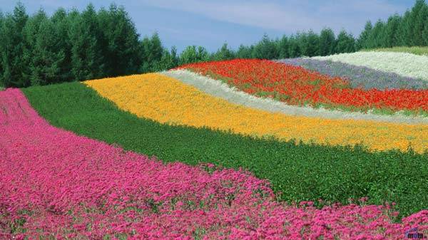 Cánh đồng hoa, Furano