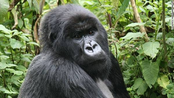 Loài Gorilla (khỉ đột), Cộng hòa Congo