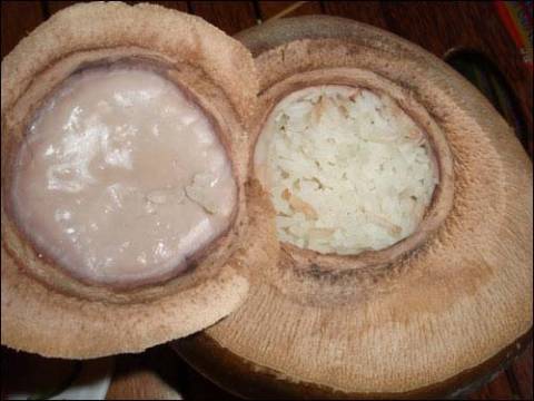 Những trái dừa xiêm được cắt ngang làm một vật dụng chứa cơm và nước dừa dùng để nấu chín gạo