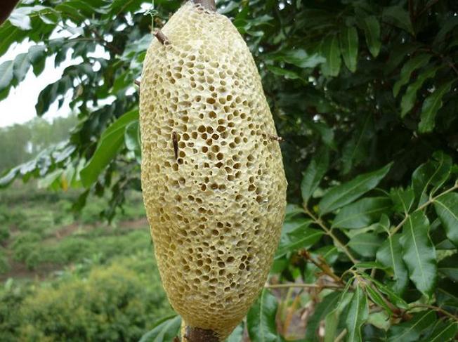 Mật ong rừng Đà Lạt món quà ý nghĩa thiên nhiên ban tặng cho Đà Lạt