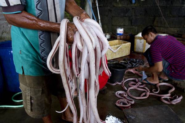 Một nhà hàng Trung Quốc ở Yogyakarta phục vụ món thịt rắn hổ mang. Một số thực yêu cầu món này vì họ cho rằng nó có thể chữa được một số bệnh ngoài da và bệnh hen suyễn. Ảnh: Dwi Oblo / Reuters