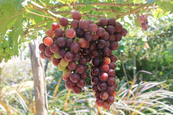Những trái nho chín mọng cho ra đời những sản phậm rượu vang nho thơm nồng.
