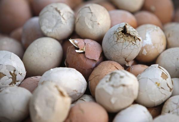 Trứng luộc trong nước tiểu trẻ em là món ăn có phần kì lạ, nhưng rất phổ biến ở vùng Chiết Giang, Trung Quốc. Ảnh: Aly Song / Reuters