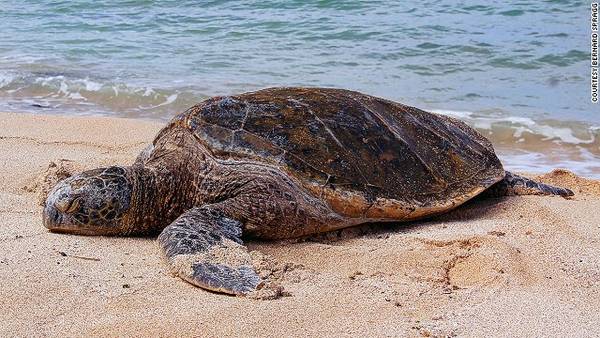 Loài rùa biển màu xanh (Green sea turtle), quần đảo Cayman