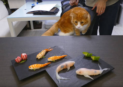 Độ sinh động của những miếng sushi cá koi khiến mèo cũng phải lầm tưởng đang nhìn thấy cá.