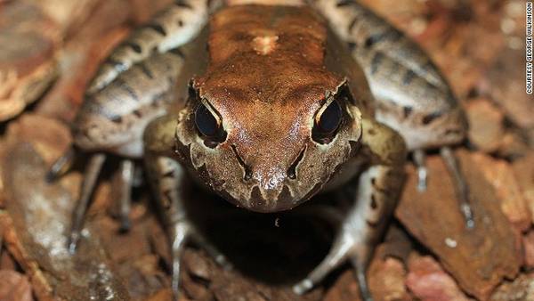 Loài Giant ditch frog, (Dominica và Montserrat)