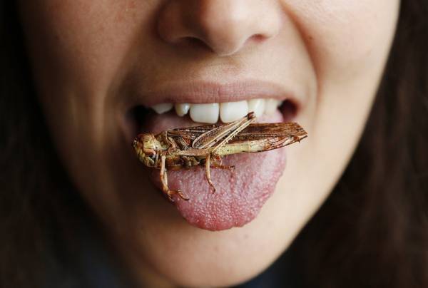 Bức ảnh “châu chấu nằm trên lưỡi” này được chụp tại một cuộc thi tổ chức ở Brussels nhằm mục đích tuyên truyền cho mọi người về giá trị dinh dưỡng của các loài côn trùng. Ảnh: Francois Lenoir / Reuters