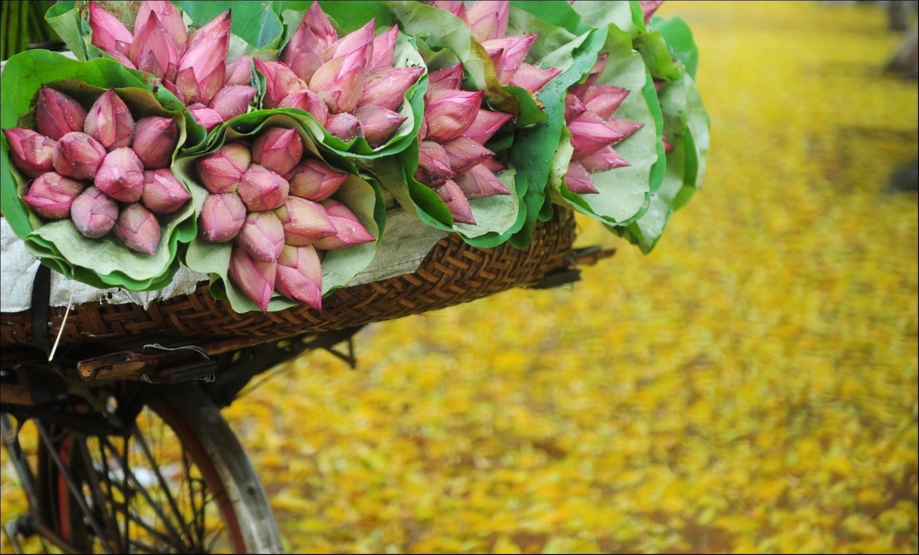 Nhung mua hoa tuyet dep trong bo anh Dau an Viet Nam anh 8