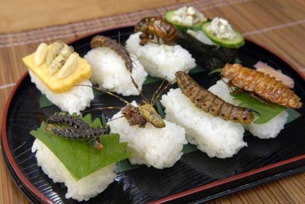 Sushi côn trùng: Thay vì thịt cá như thông thường, món sushi này được dùng kèm với gián, sâu và các loại ấu trùng khác.