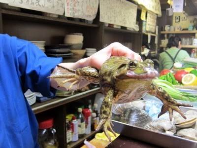 Du lich the gioi - Một con ếch thế này có thể chế biến được nhiều món.