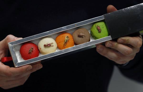 Micronutris, một công ty ở châu Âu chuyên sản xuất bánh hạnh nhân và trang trí chúng với các loại côn trùng. Ảnh: Regis Duvignau / Reuters