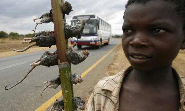 Một cậu bé bán những chú chuột đã được luộc chín trên đường tại thủ đô Malawi, Lilongwe. Ảnh: Thomas Mukoya / Reuters