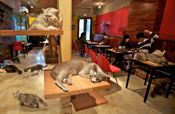 <strong>Quán cà phê mèo Nhật.</strong> Với quán cà phê mèo, những người yêu động vật chỉ cần bỏ ra một khoản tiền từ 5-8 USD để thưởng thức cà phêvà xung quanh là hàng chục con mèo, được tắm rửa chải chuốt sạch sẽ, đang vui chơi. 