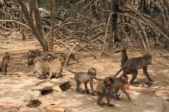 Khỉ là loài sống theo bầy đàn của đảo khỉ ở Cần Giờ (Ảnh: ST)