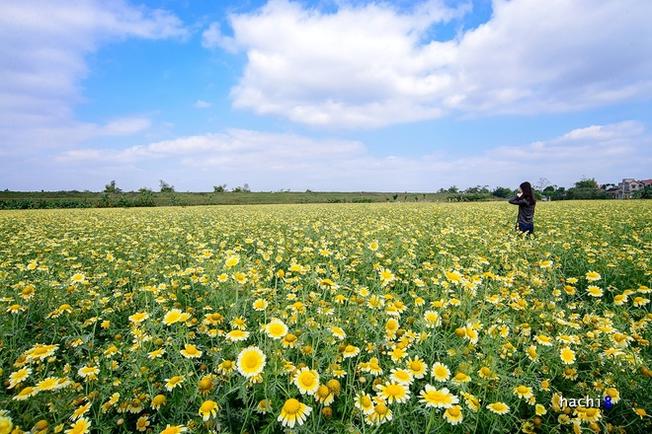 Chỉ cách trung tâm thủ đô Hà Nội chừng 8 km, cứ đến độ cuối đông là những cánh đồng cải cúc tại vùng ngoại ô lại nở hoa rực rỡ