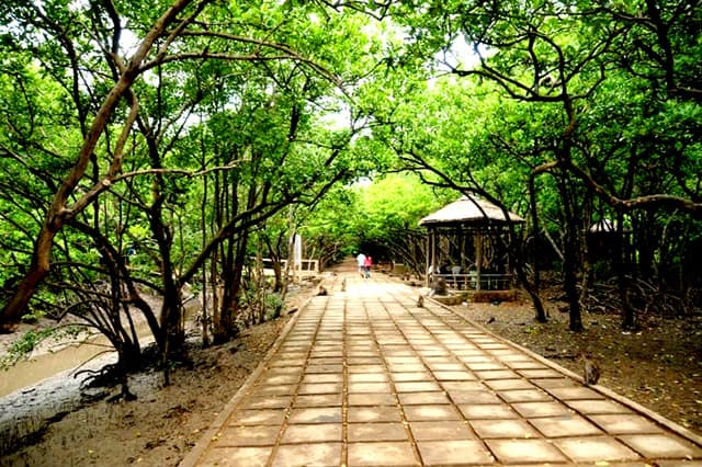Con đường tham quan đảo khỉ Cần Giờ phủ kín cây xanh (Ảnh: ST)