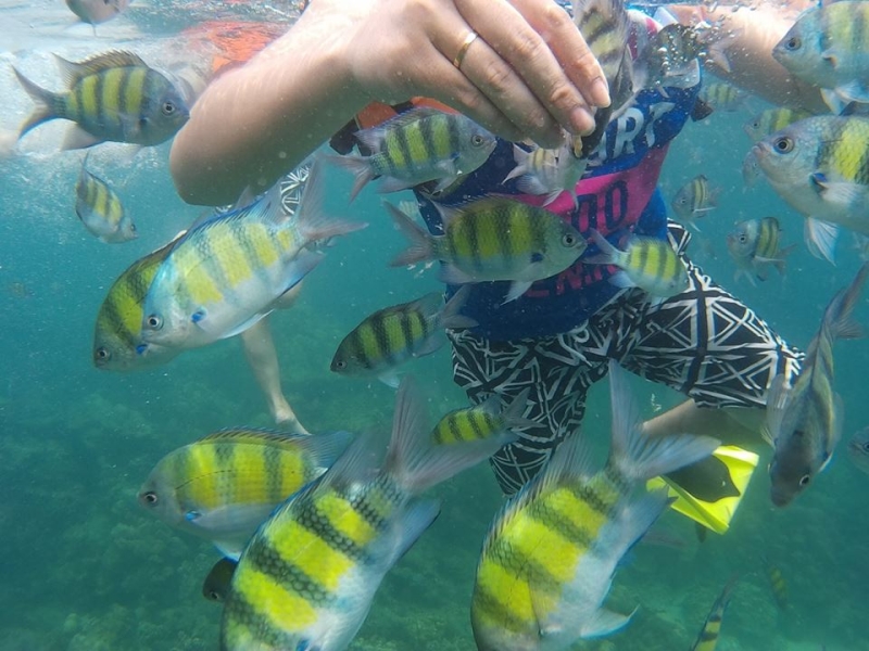 Vui đùa với cá trong làn nước trong vắt ở Phuket. Ảnh: Hòa Bùi