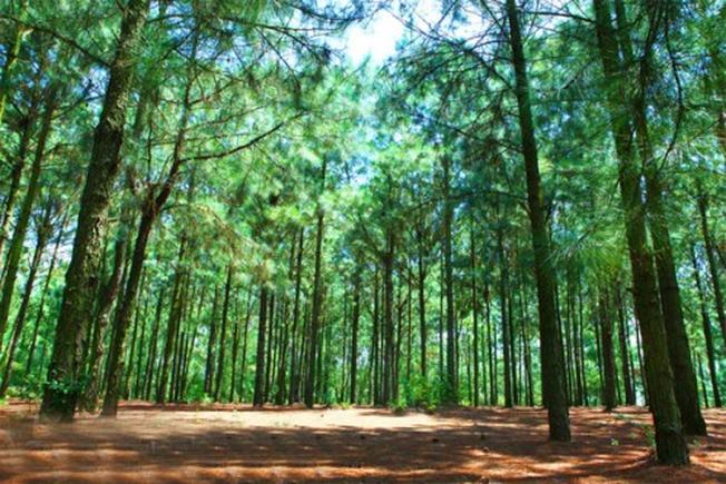 Rừng thông xanh nên thơ và bình yên – một địa điểm du lịch Đà Nẵng nổi tiếng