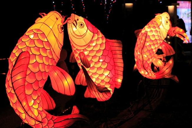 Những chiếc đèn lồng cá chép truyền thống của Nhật Bản
