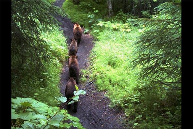 Một đàn gấu nối đuôi nhau đi kiếm mồi