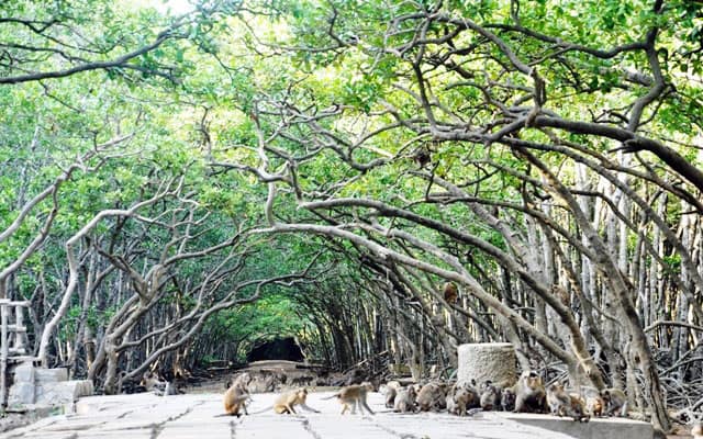 Cây mọc thành cổng vòm tại khu du lịch đảo khỉ Cần Giờ (Ảnh: ST)