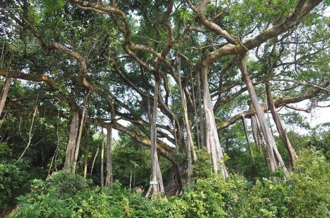 Cây đa ngàn năm tuổi tại Sơn Trà – cây di sản của Việt Nam