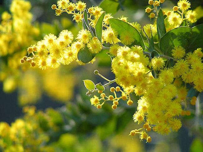 Hoa mimosa đài các, vàng óc phủ kín các triền đồi