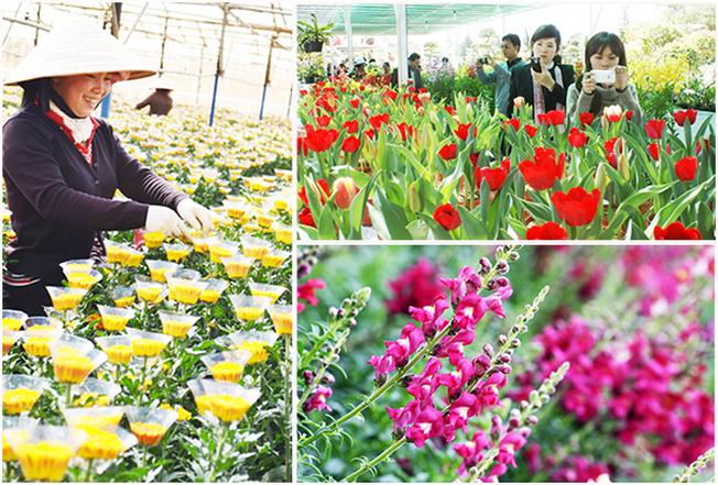 Vườn hoa Thái Phiên hấp dẫn nhiều lượt du khách tham quan