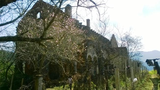 Mỗi độ Xuân về Tết đến, những chiếc hoa mận lại điểm tô thêm cho tu viện cổ một vẻ đẹp thuần khiết