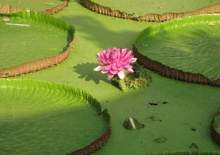 Ngắm hoa sen tại chùa Phước Khiển